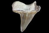 Cretaceous Cretoxyrhina Shark Tooth - Kansas #71744-1